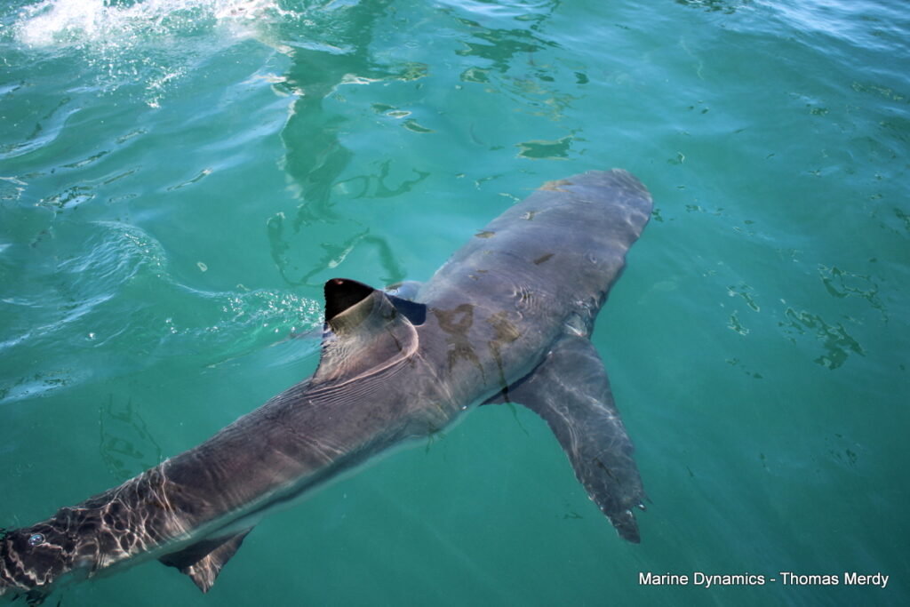 Shark cage diving, South Africa, Gansbaai