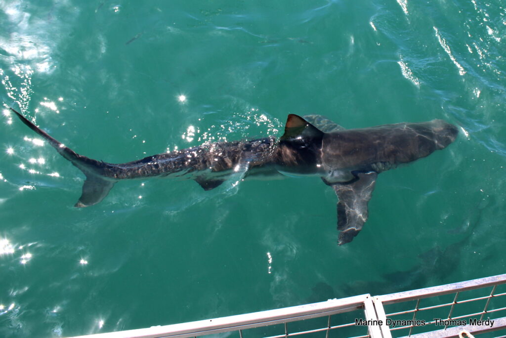 Shark cage diving, South Africa, Gansbaai