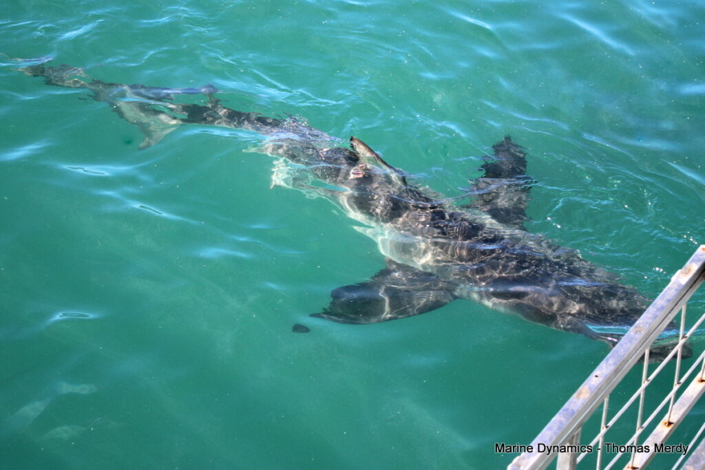Shark cage diving, South Africa, Gansbaai