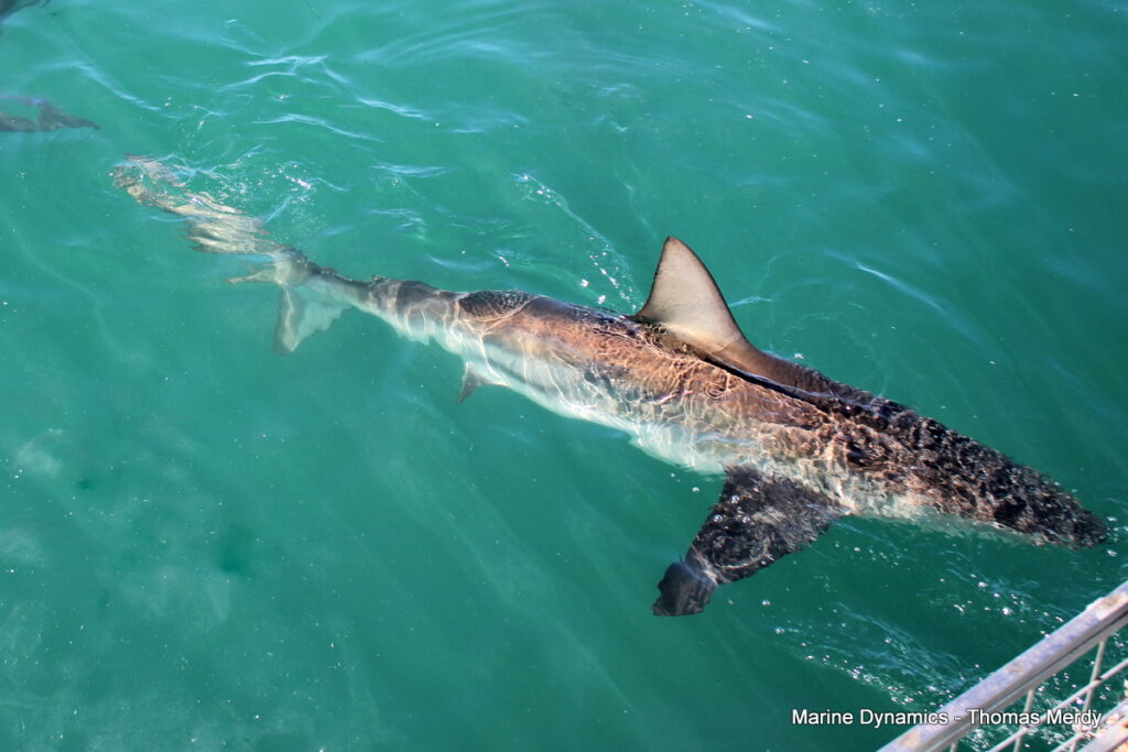 Shark cage diving, South Africa, Gansbaai