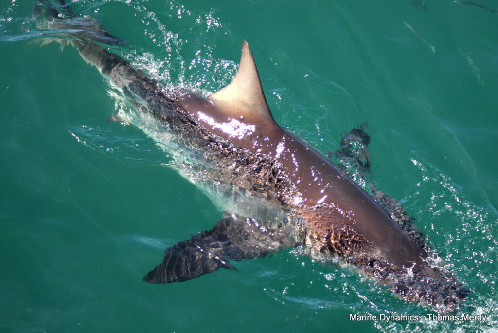 Shark cage diving, South Africa, Gansbaai