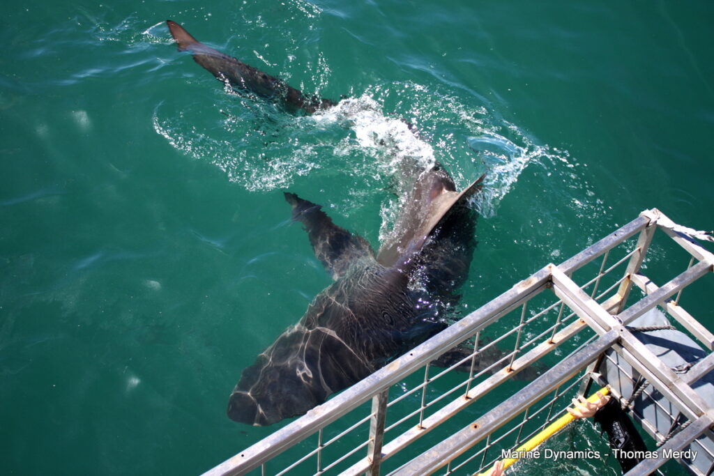 Shark cage diving, South Africa, Gansbaai