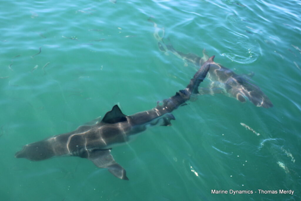 Shark cage diving, South Africa, Gansbaai