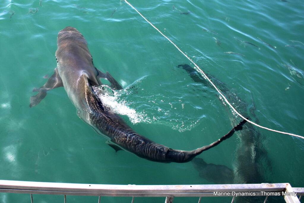 Shark cage diving, South Africa, Gansbaai
