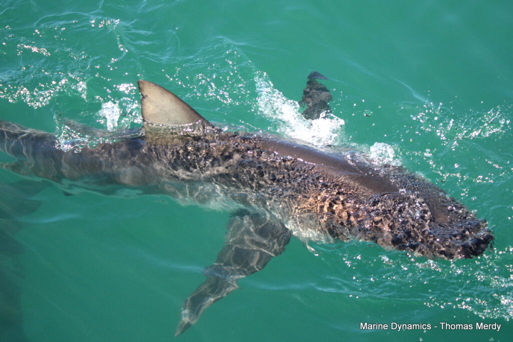 Shark cage diving, South Africa, Gansbaai