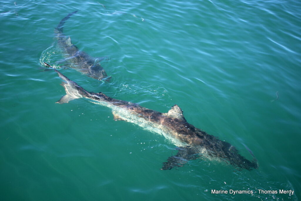 Shark cage diving, South Africa, Gansbaai