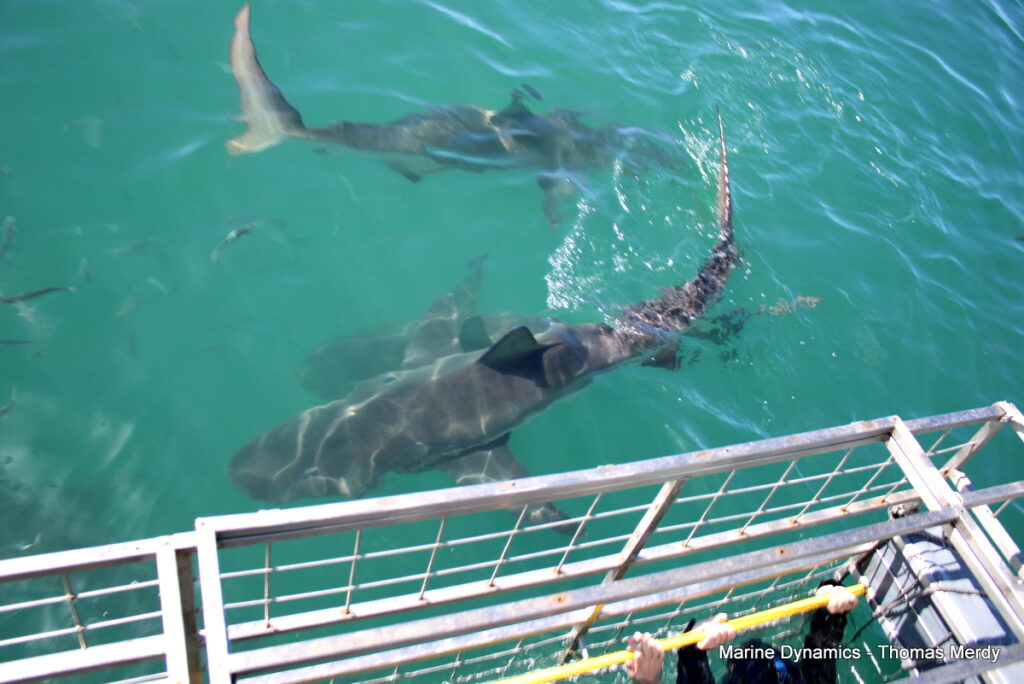 Shark cage diving, South Africa, Gansbaai