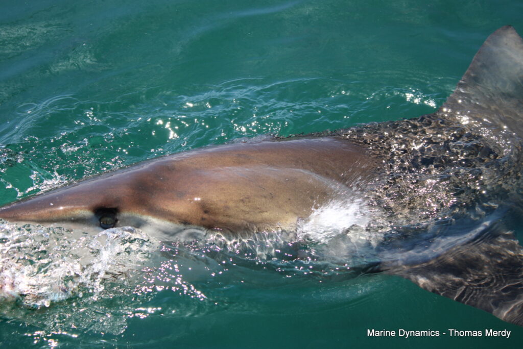 Shark cage diving, South Africa, Gansbaai