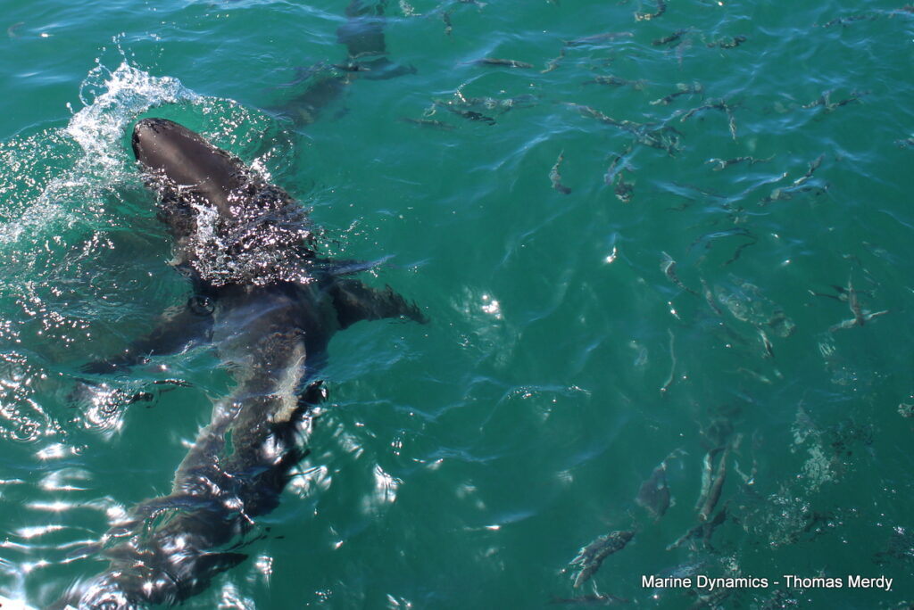 Shark cage diving, South Africa, Gansbaai