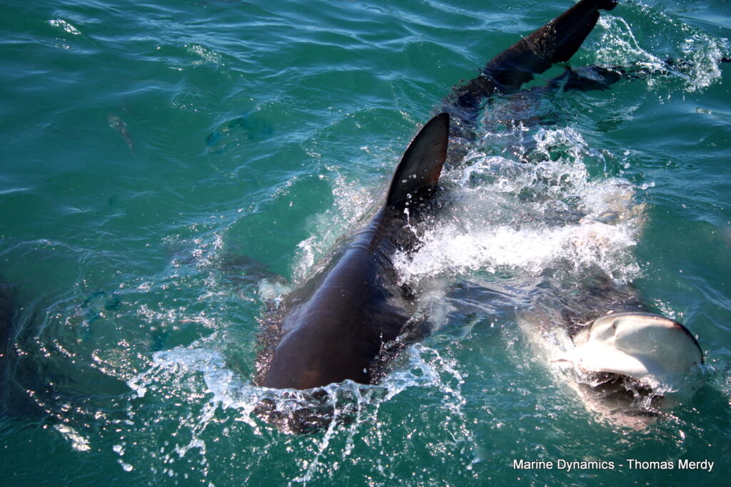 Shark cage diving, South Africa, Gansbaai