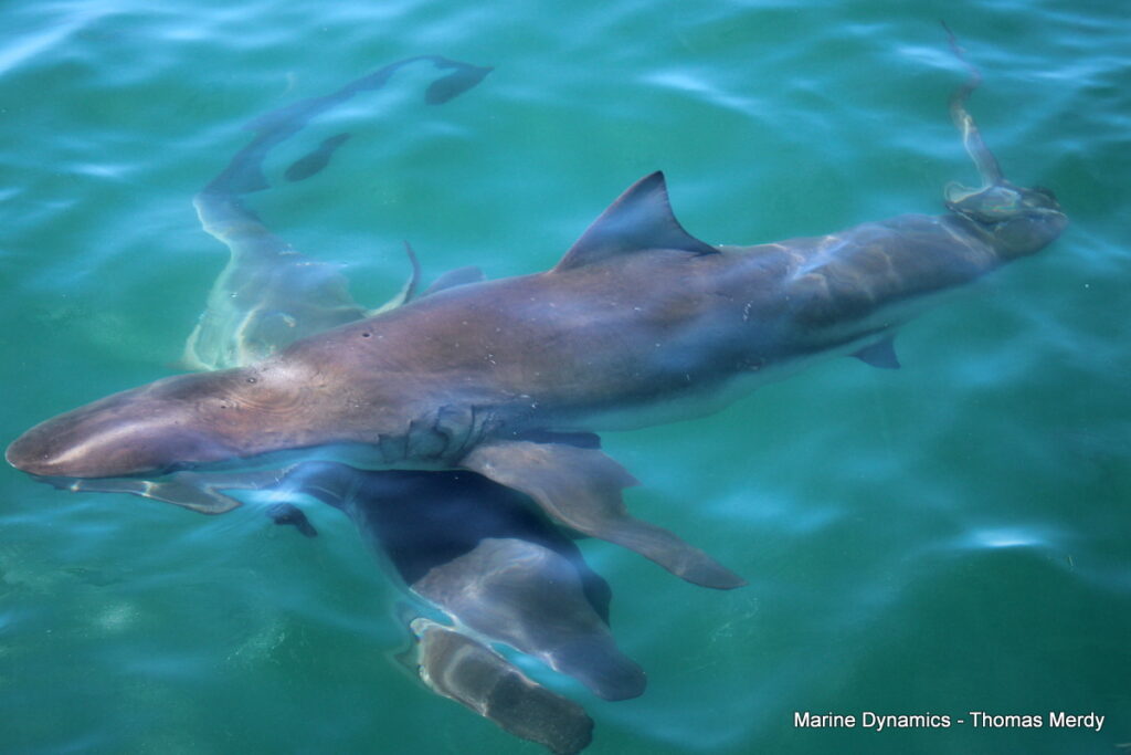 Shark cage diving, South Africa, Gansbaai