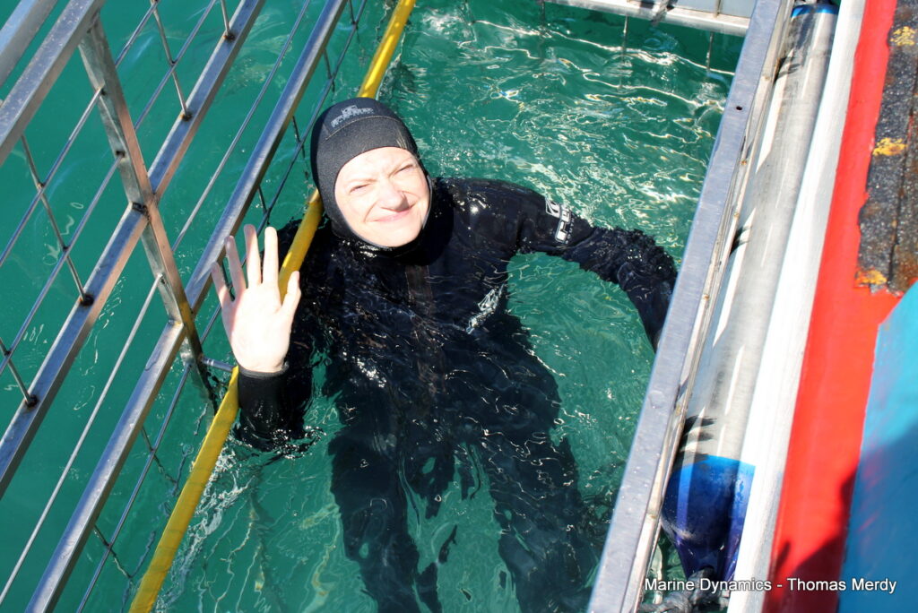 Shark cage diving, South Africa, Gansbaai