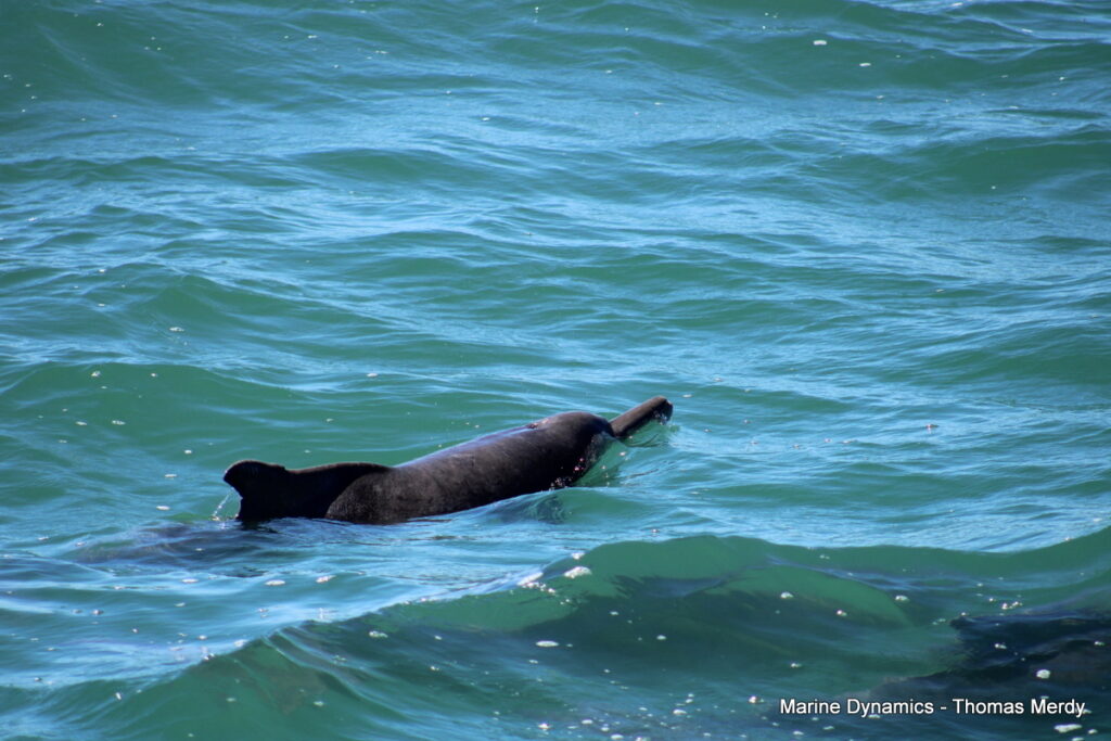 Shark cage diving, South Africa, Gansbaai