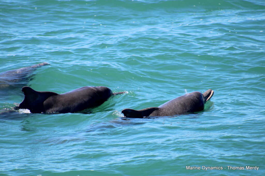 Shark cage diving, South Africa, Gansbaai