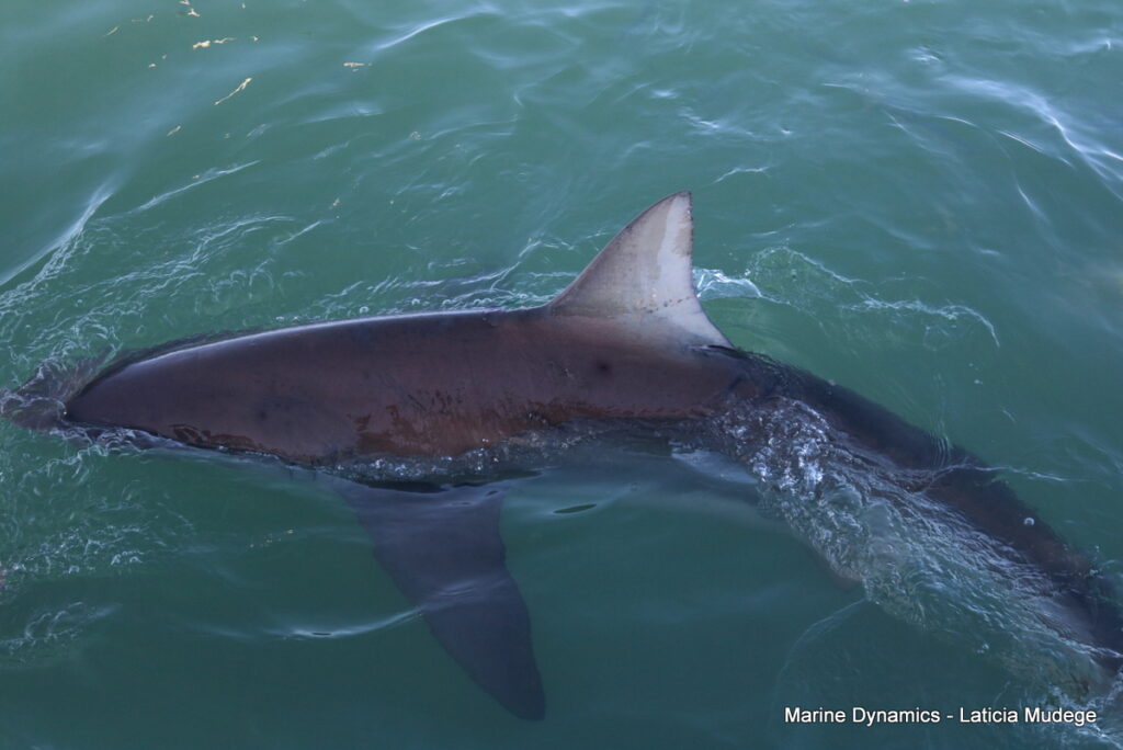 Shark cage diving, Gansbaai, South Africa