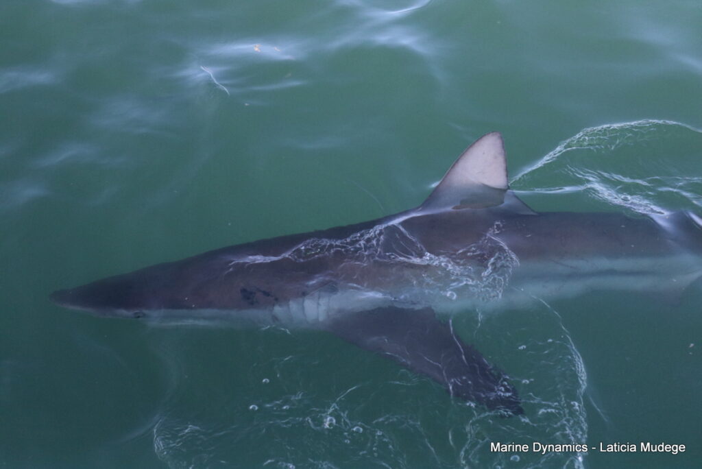 Shark cage diving, Gansbaai, South Africa