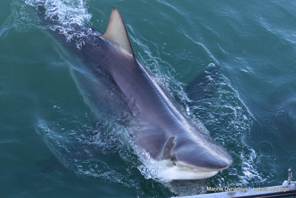 Shark cage diving, Gansbaai, South Africa