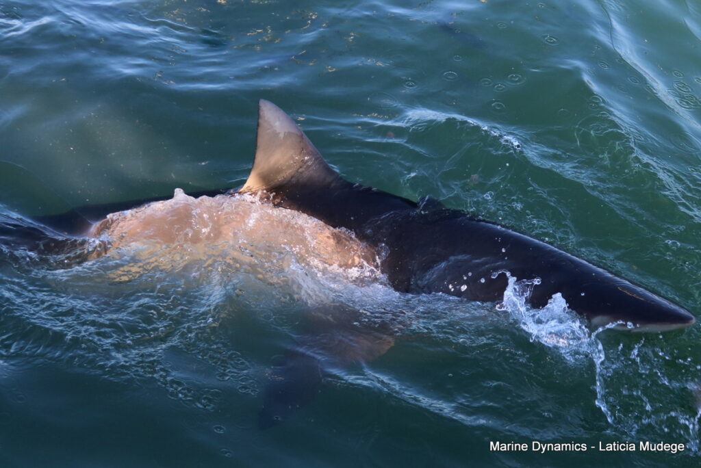 Shark cage diving, Gansbaai, South Africa