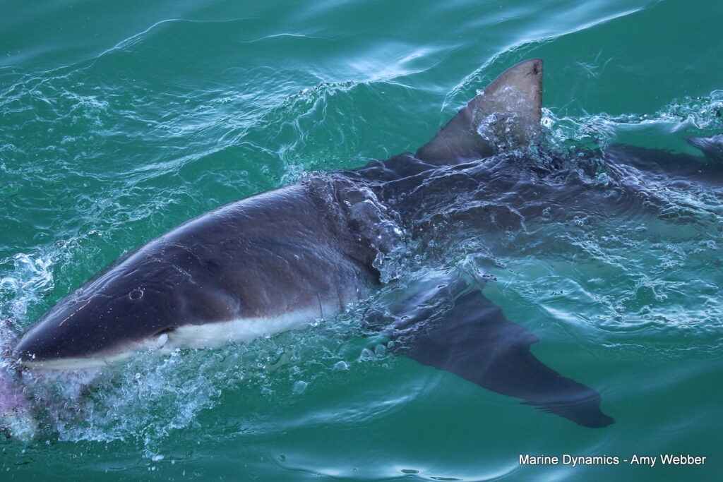 Shark cage diving, Gansbaai, South Africa