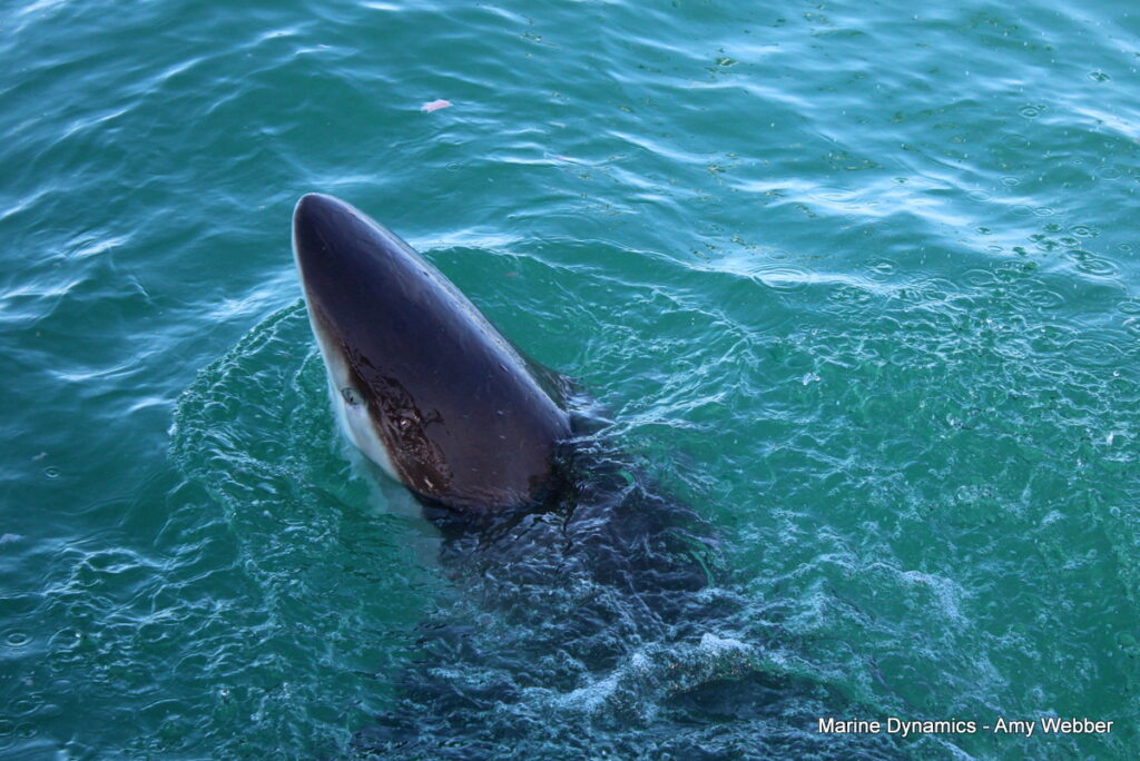 Shark cage diving, Gansbaai, South Africa