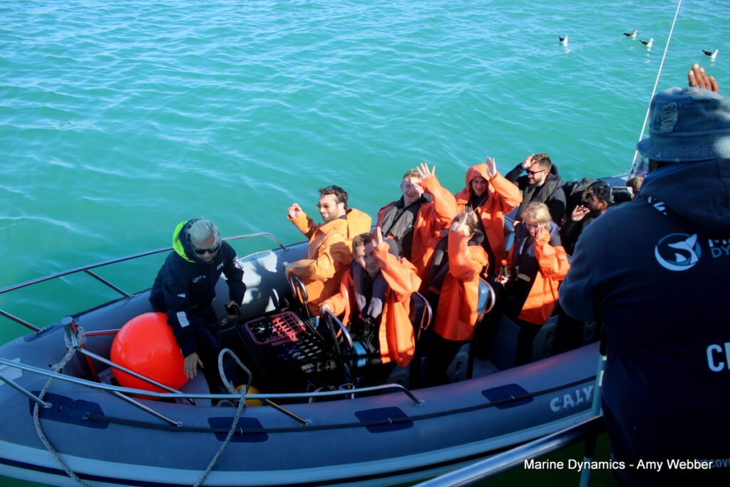 Shark cage diving, Gansbaai, South Africa