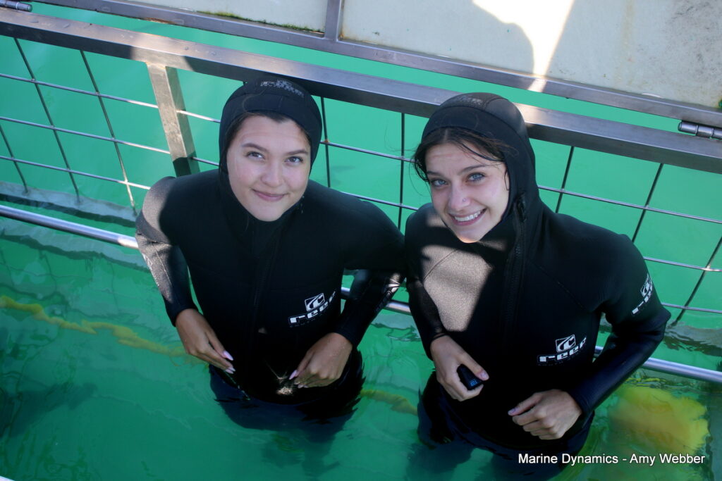 Shark cage diving, Gansbaai, South Africa
