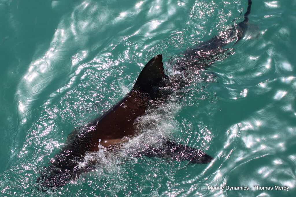 Shark cage diving, South Africa, Gansbaai