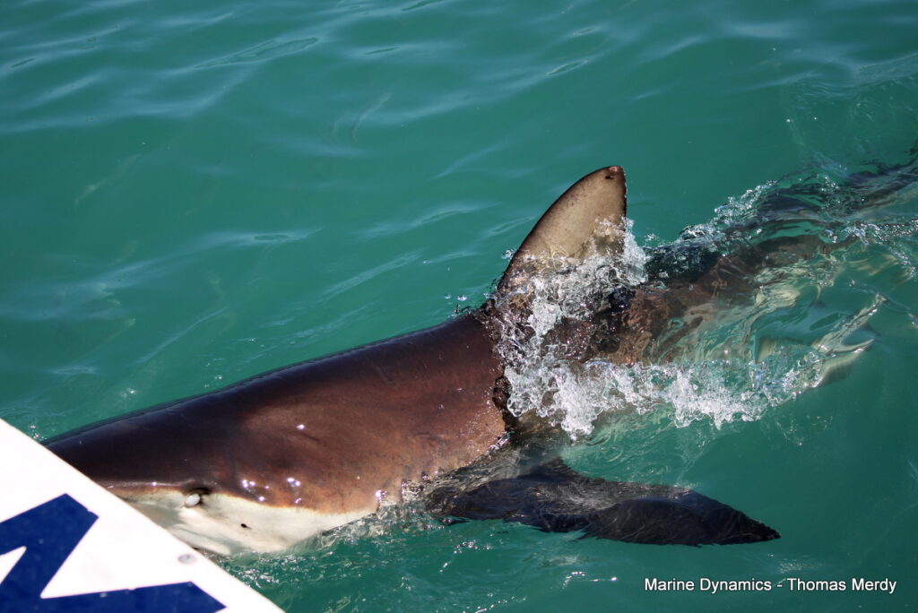 Shark cage diving, South Africa, Gansbaai