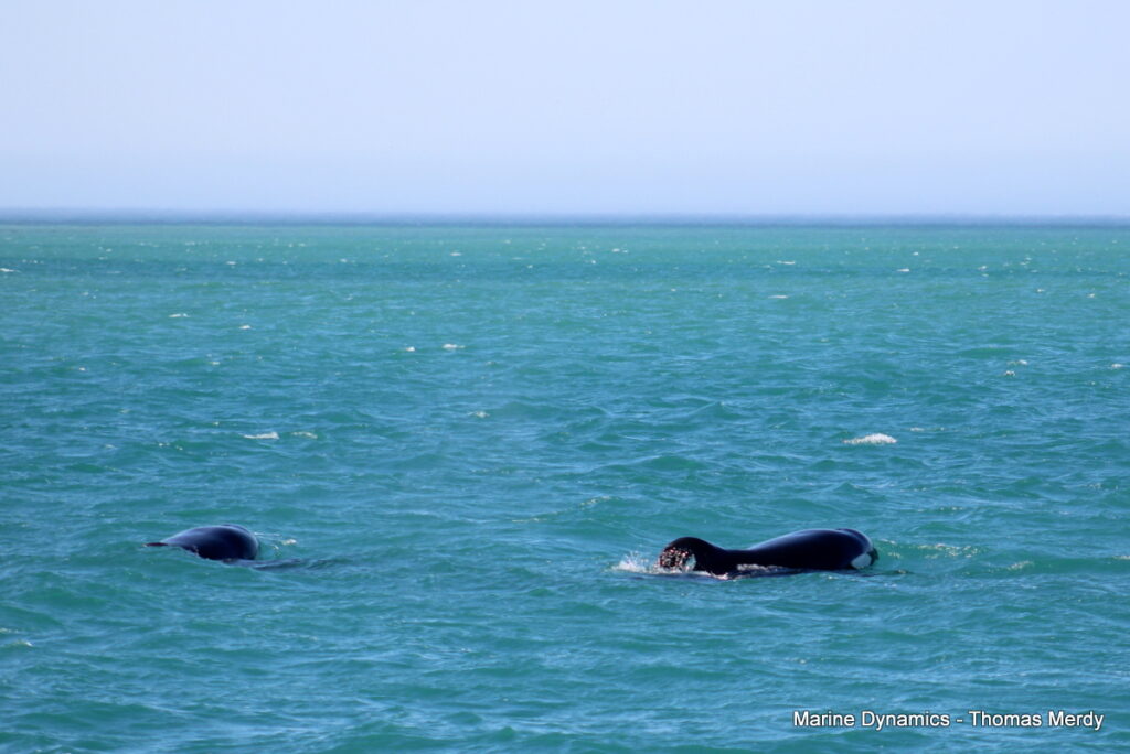 Shark cage diving, South Africa, Gansbaai