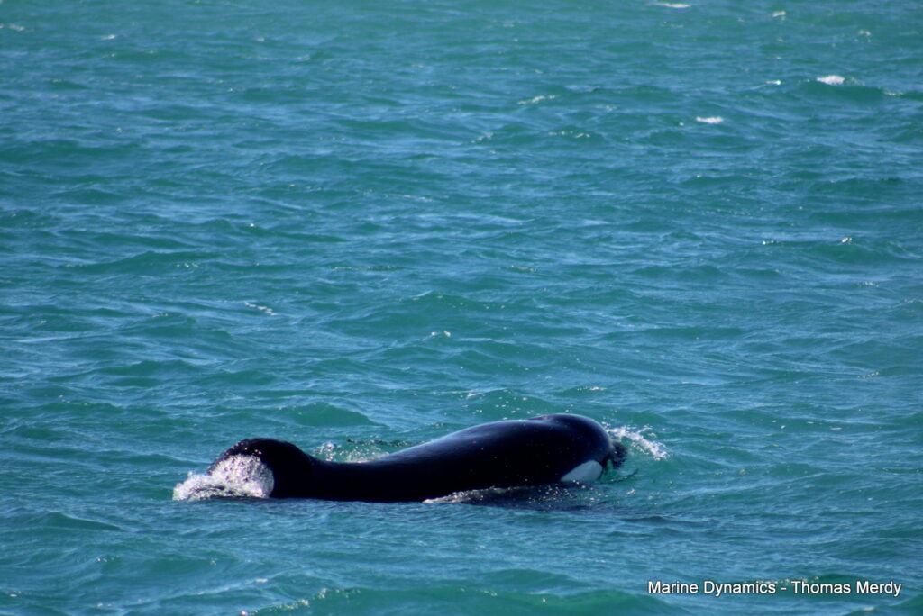 Shark cage diving, South Africa, Gansbaai