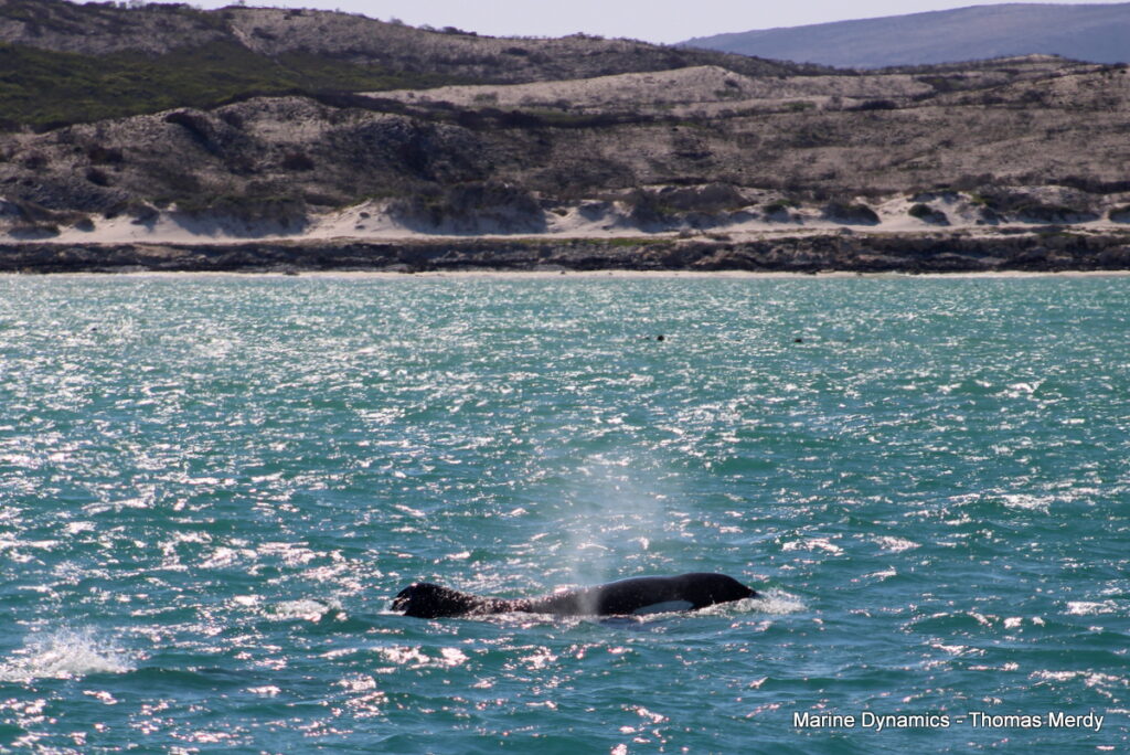 Shark cage diving, South Africa, Gansbaai