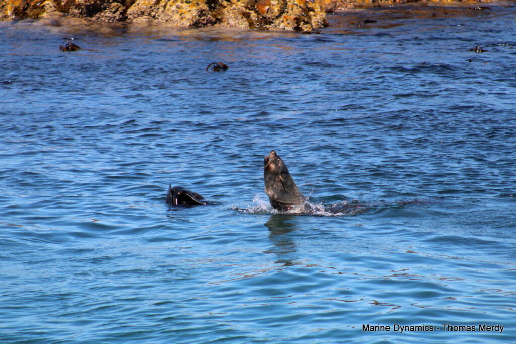 Shark cage diving, South Africa, Gansbaai