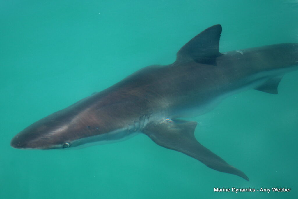 Shark cage diving, Gansbaai, South Africa