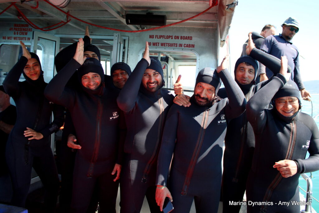 Shark cage diving, Gansbaai, South Africa