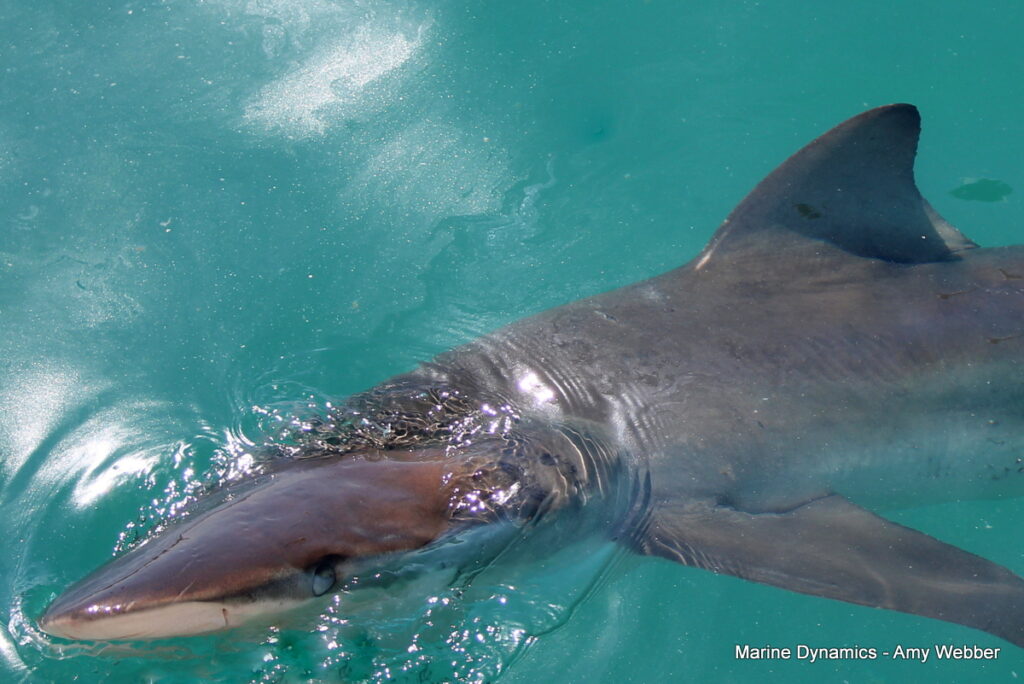 Shark cage diving, Gansbaai, South Africa
