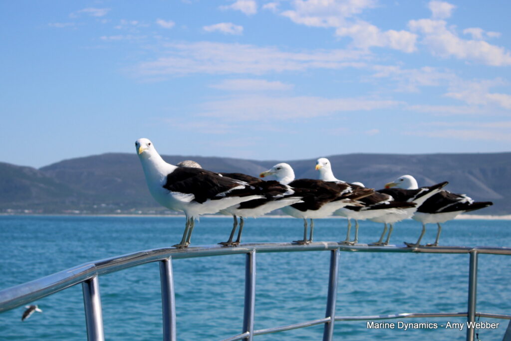 Shark cage diving, Gansbaai, South Africa