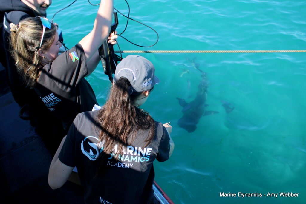 Shark cage diving, Gansbaai, South Africa