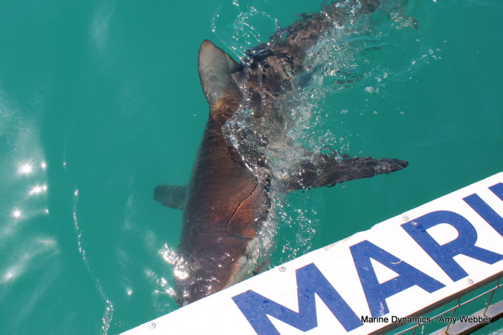 Shark cage diving, Gansbaai, South Africa