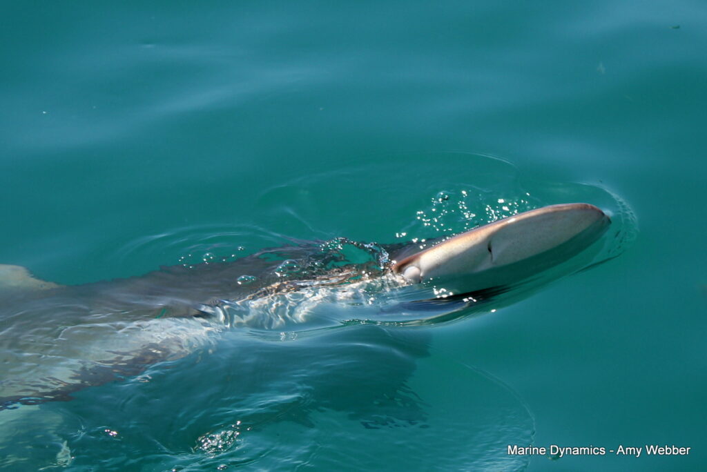 Shark cage diving, Gansbaai, South Africa