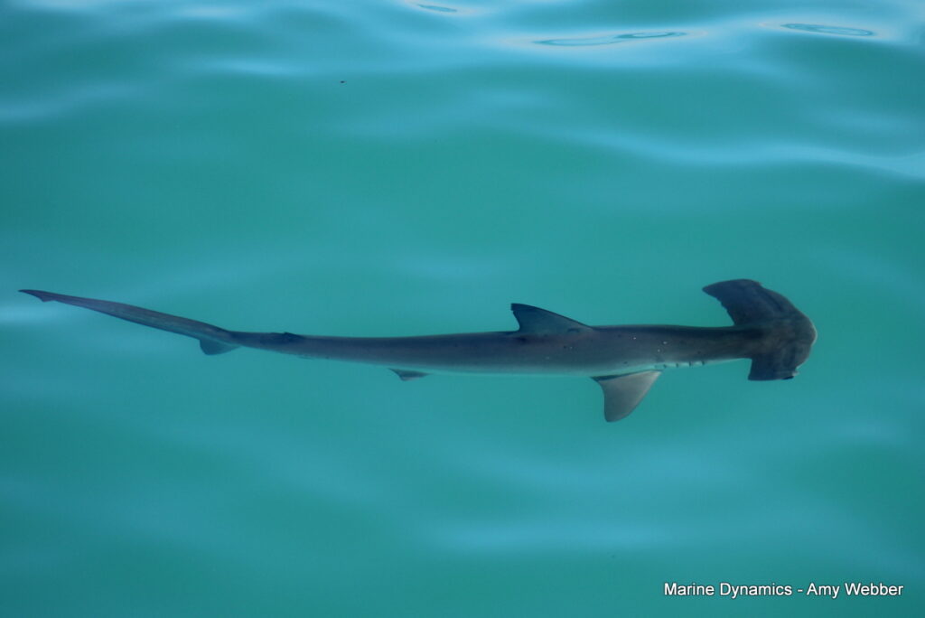 Shark cage diving, Gansbaai, South Africa