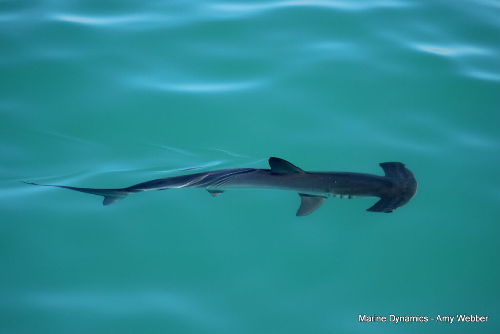 Shark cage diving, Gansbaai, South Africa