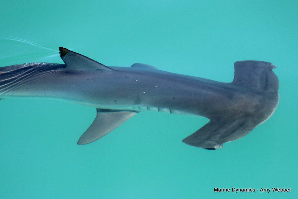 Shark cage diving, Gansbaai, South Africa