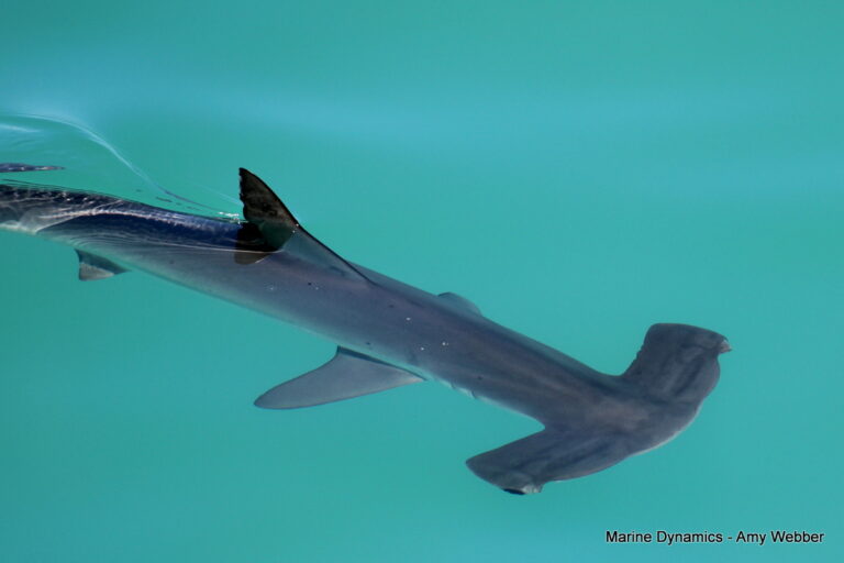 Shark cage diving, Gansbaai, South Africa