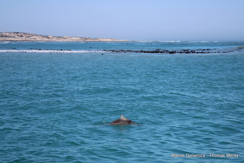 Shark cage diving, South Africa, Gansbaai