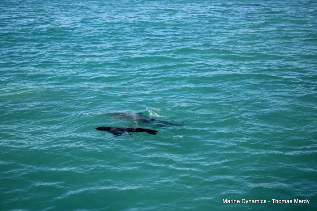 Shark cage diving, South Africa, Gansbaai