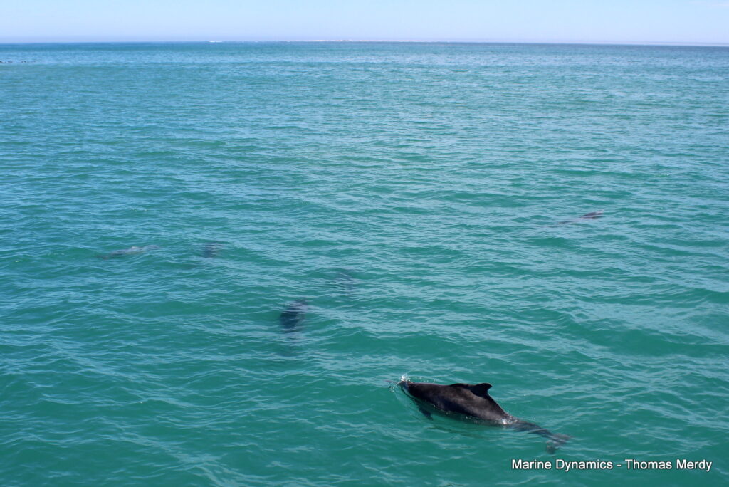 Shark cage diving, South Africa, Gansbaai
