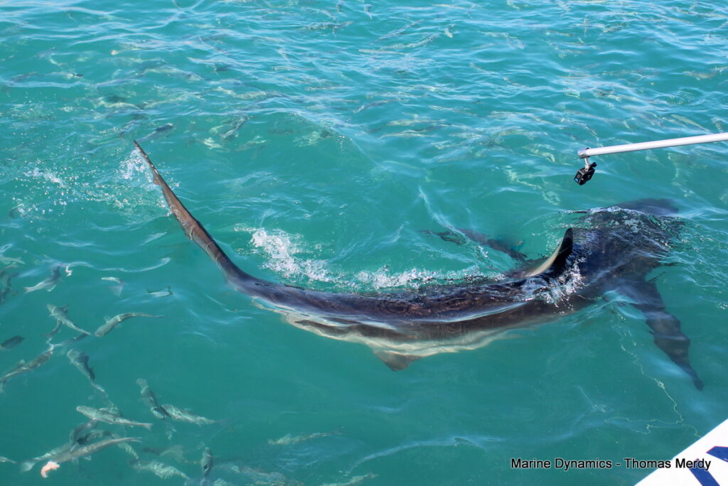 Shark cage diving, South Africa, Gansbaai