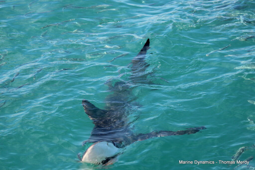 Shark cage diving, South Africa, Gansbaai
