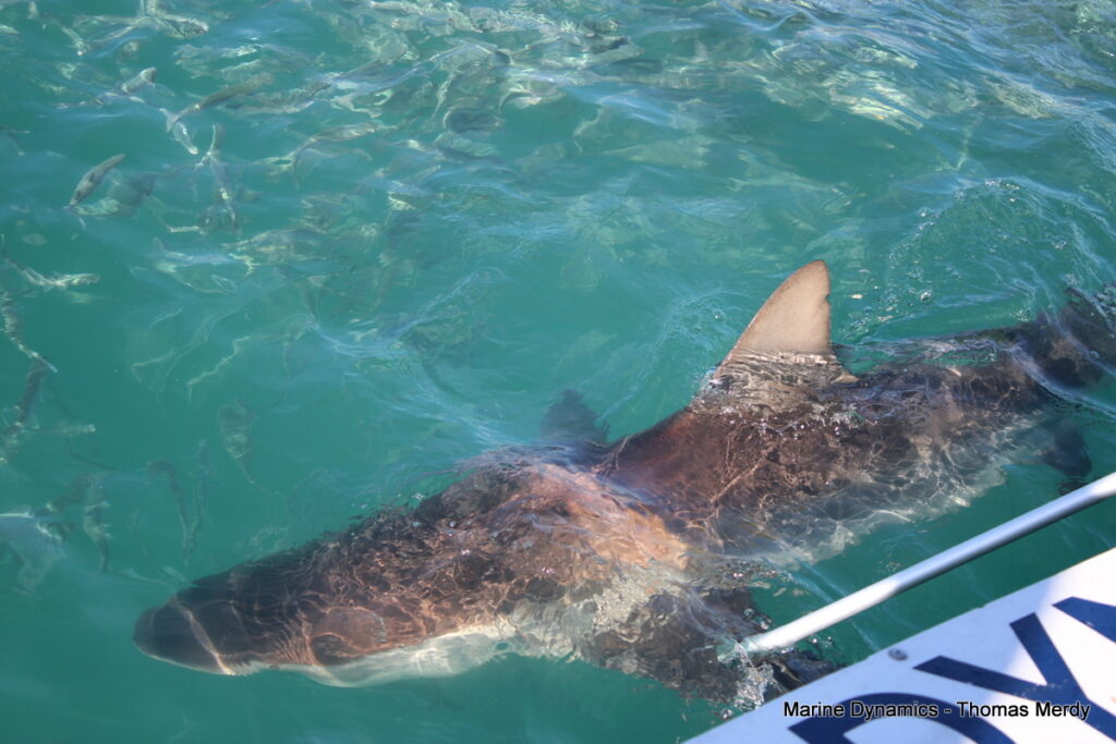 Shark cage diving, South Africa, Gansbaai
