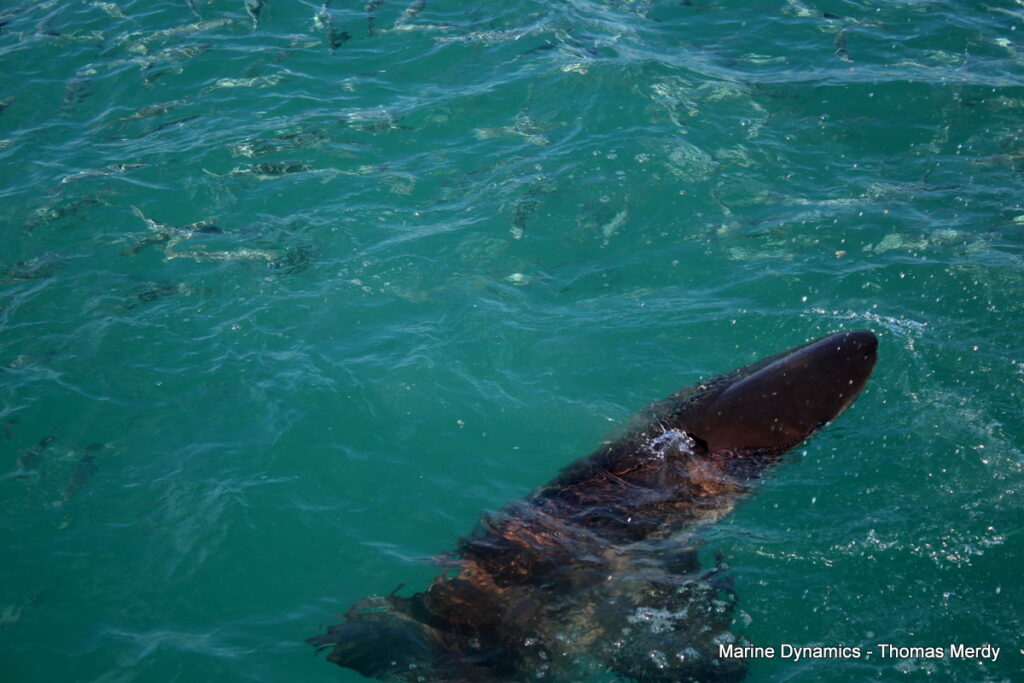 Shark cage diving, South Africa, Gansbaai